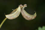 Englemann's milkvetch